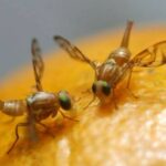 Estancia Grande: Alerta Sanitaria por la Mosca de los frutos