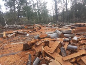 ESCÁNDALO EN ESTANCIA GRANDE: INVESTIGAN UN PRESUNTO ROBO MILLONARIO DE MADERA EN TERRENOS PÚBLICOS